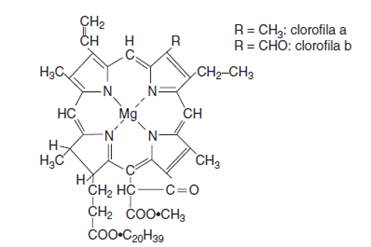 estructura de la clorofila b